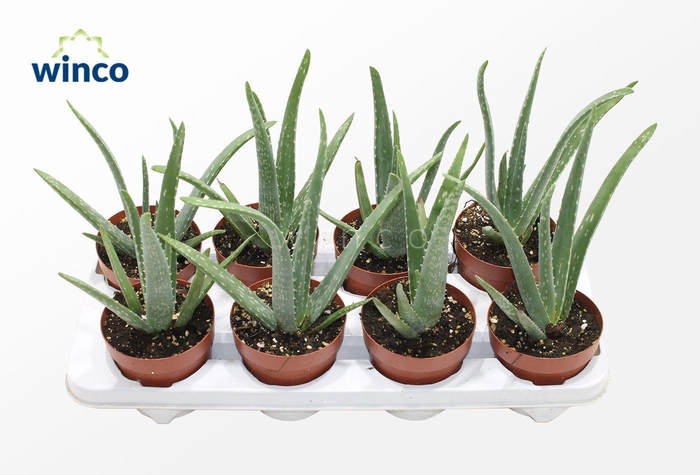 <h4>ALOE VERA</h4>