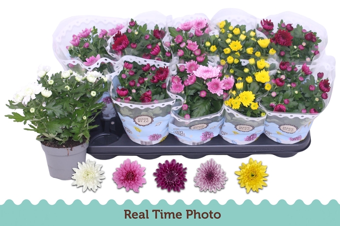 <h4>CHRYS GEVULDBL GEM</h4>