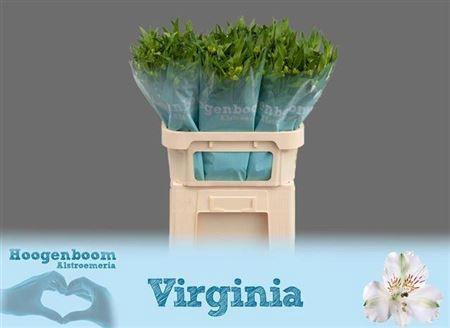 <h4>Alstr Virginia</h4>