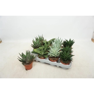 Aloe Mix (Cites) 8,5Ø 12cm