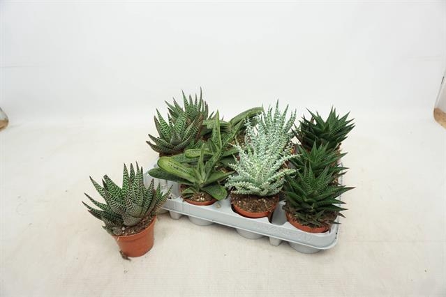 Aloe Mix (Cites) 8,5Ø 12cm