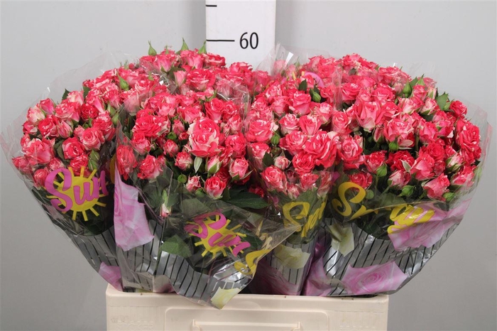 <h4>R Tr Fireworks</h4>