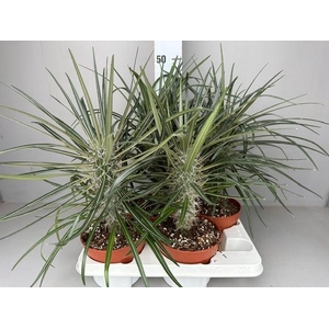 Pachypodium Geayi
