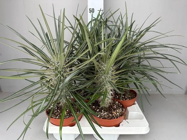 <h4>Pachypodium Geayi</h4>