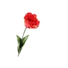 Tulipa Parrot Orange