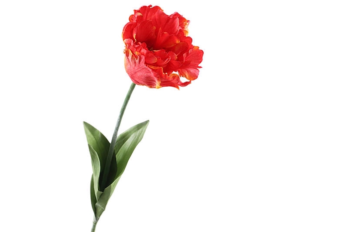 Tulipa Parrot Orange