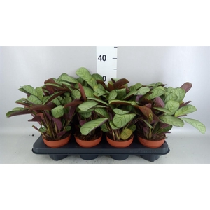 Ctenanthe burle-marxii 'Amagris'
