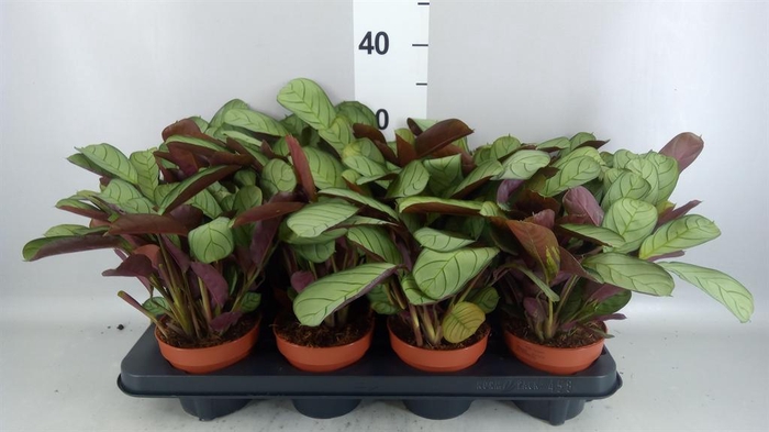 <h4>Ctenanthe burle-marxii 'Amagris'</h4>