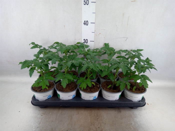 Solanum lycopersicum   ...