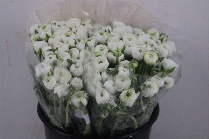 <h4>Ran Elegance White</h4>