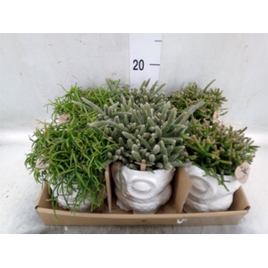 Rhipsalis   ...mix