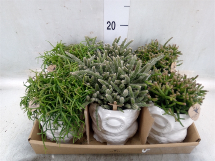 <h4>Rhipsalis   ...mix</h4>