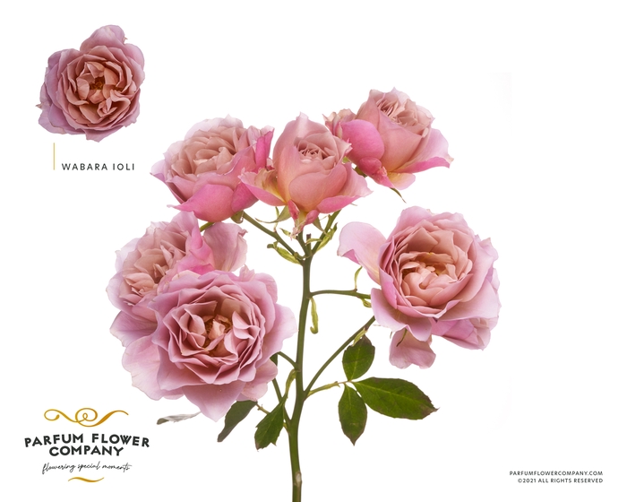 <h4>Rosa Spray Wabara Ioli</h4>