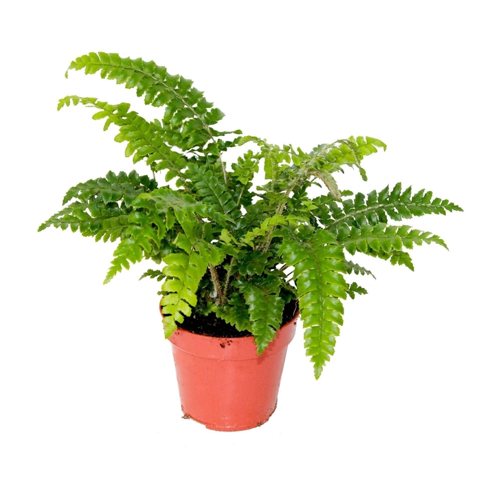 <h4>Polystichum polyblepharum</h4>