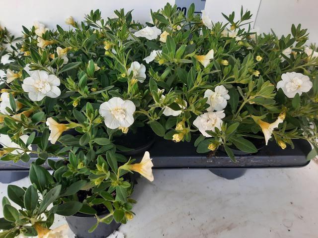 <h4>CALIB MINIF D WHITE</h4>