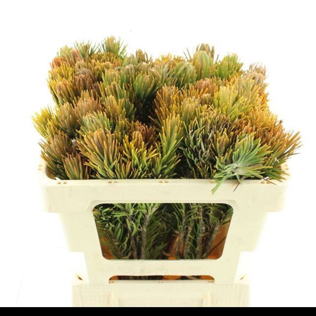 <h4>RETZIA CAPENSIS</h4>