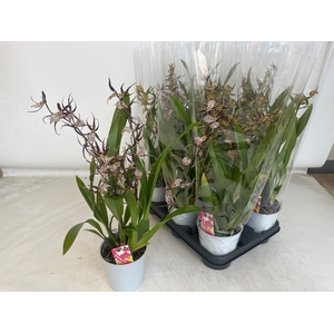 BRASSIA SUMMER DREAM