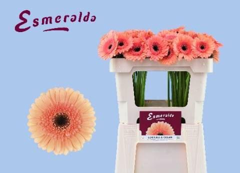 <h4>GERBERA MI 'COOKIES N CREAM'</h4>