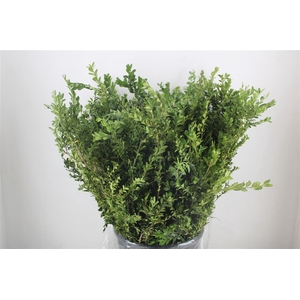 Buxus Green P Bunch