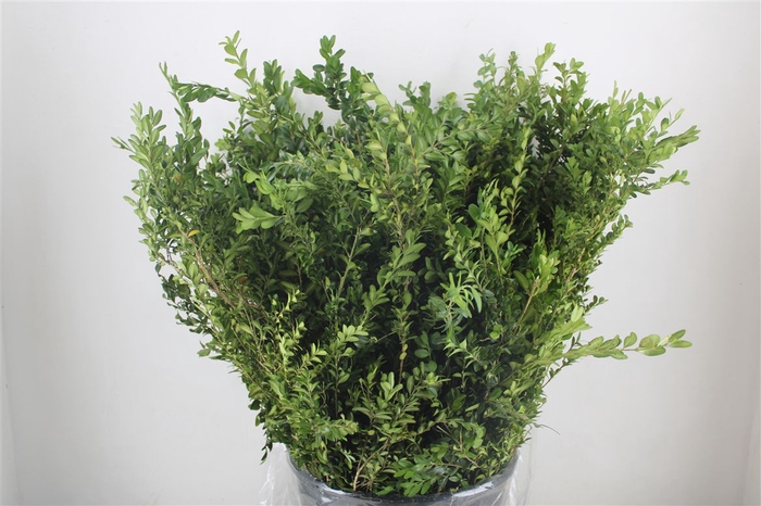 <h4>Buxus Green P Bunch</h4>