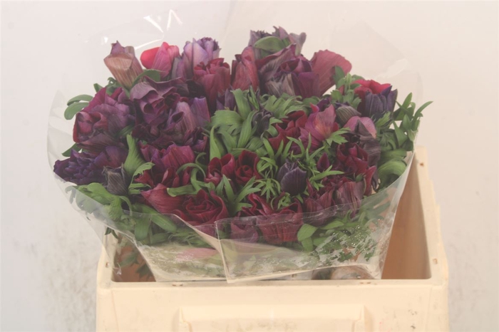 <h4>Anemone Mistral Wine</h4>