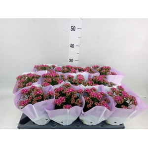 Kalanchoe blos.   ..rosebud