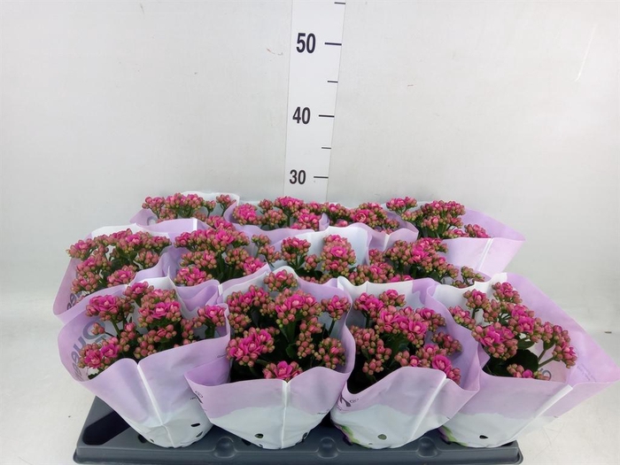 <h4>Kalanchoe blos.   ..rosebud</h4>