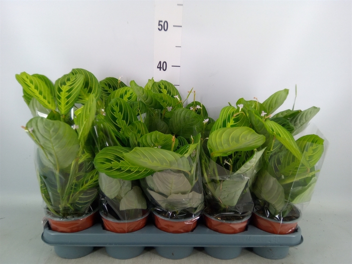 <h4>Maranta leuc. 'Lemon'</h4>
