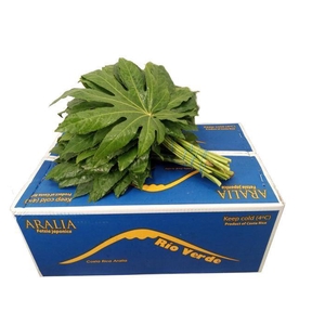 ŽAL ARALIA MAŽA
