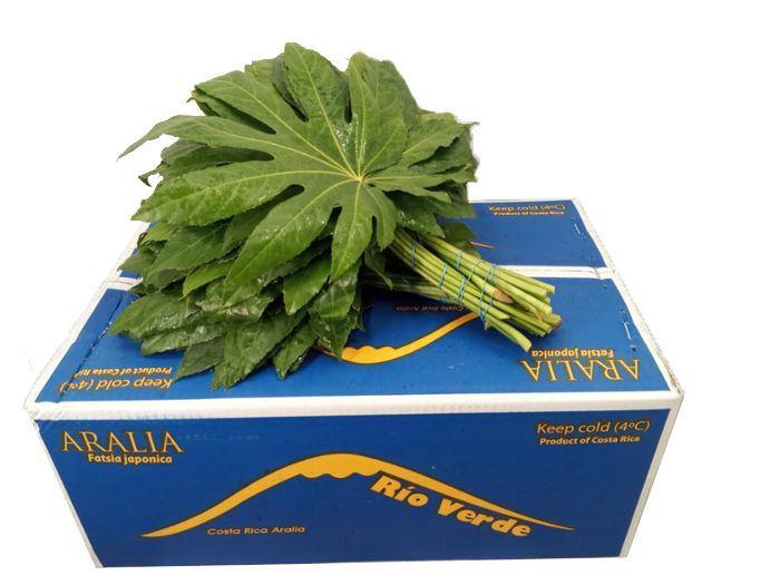 <h4>ŽAL ARALIA MAŽA</h4>