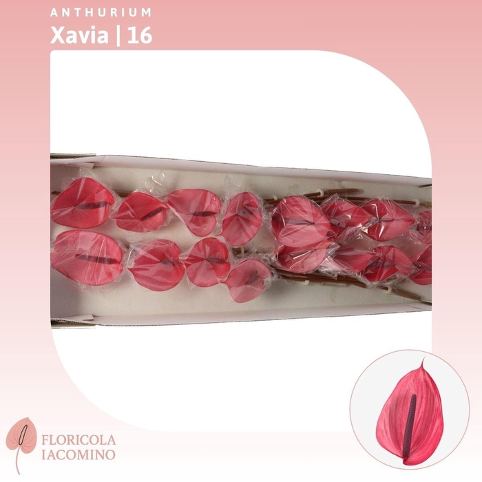<h4>Anthurium Xavia</h4>