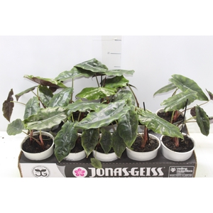 ALOCASIA CHANTRIERI P12