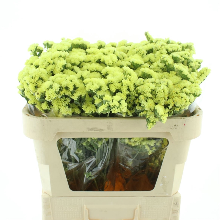 <h4>Limonium St Yellow Birds X50</h4>