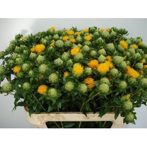 CARTH T ORANGE GRENA