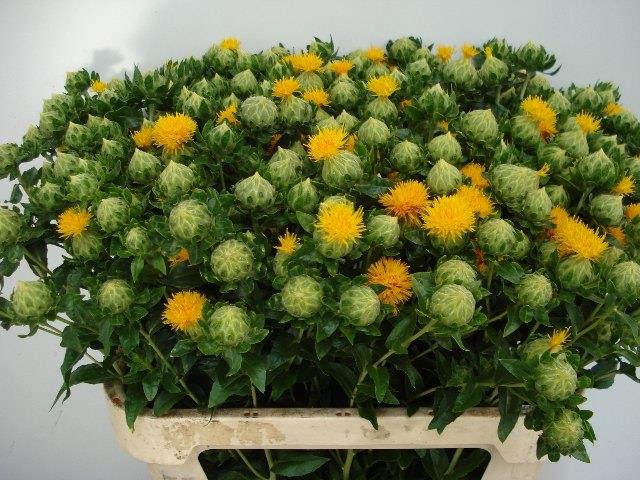 CARTH T ORANGE GRENA