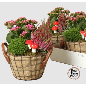 ARR TUINPLANTEN