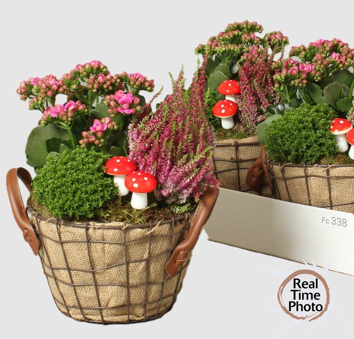 <h4>ARR TUINPLANTEN</h4>