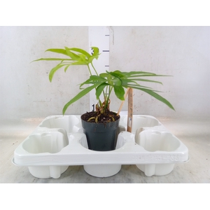 Planten Groen   ...L%