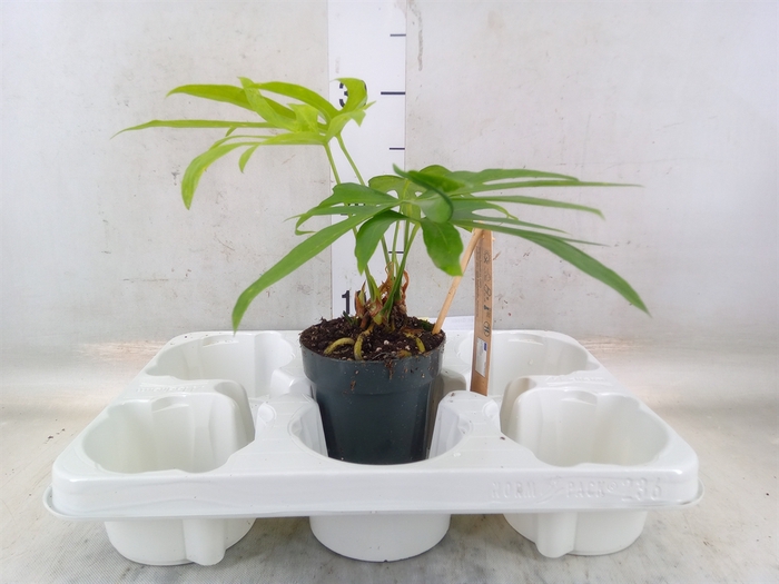 <h4>Planten Groen   ...L%</h4>