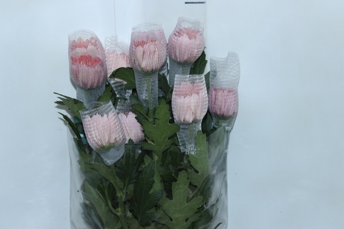 <h4>ANASTASIA BODA 080 CM</h4>
