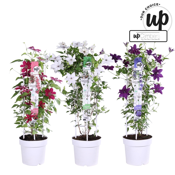 <h4>Clematis Evison Our Choice mix laag P23</h4>