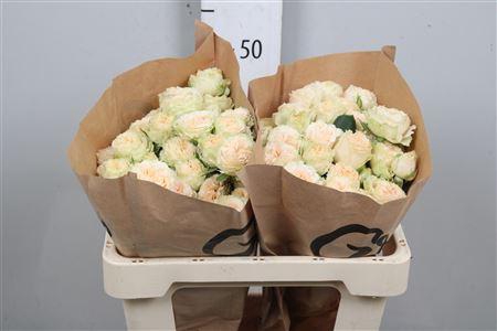 <h4>R Tr Summerrose</h4>