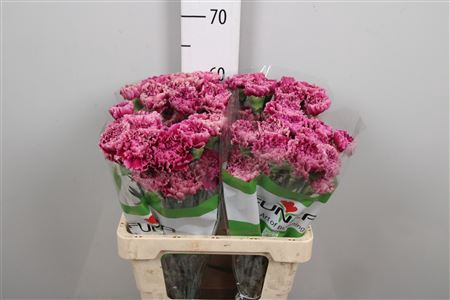 <h4>Di St Merletto Purple</h4>