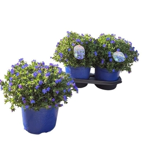 GLANDO DIF HEAVEN BL