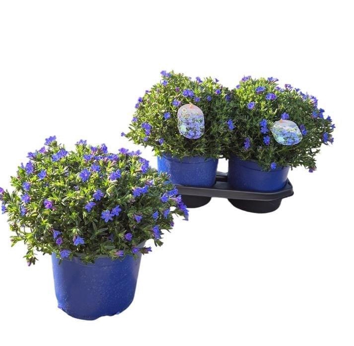 <h4>GLANDO DIF HEAVEN BL</h4>