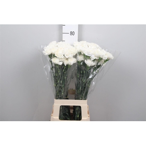 Di St Moonlight White