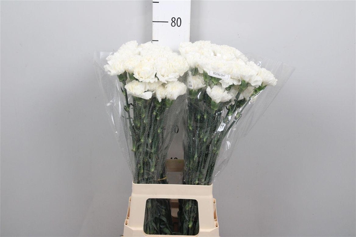 <h4>Di St Moonlight White</h4>