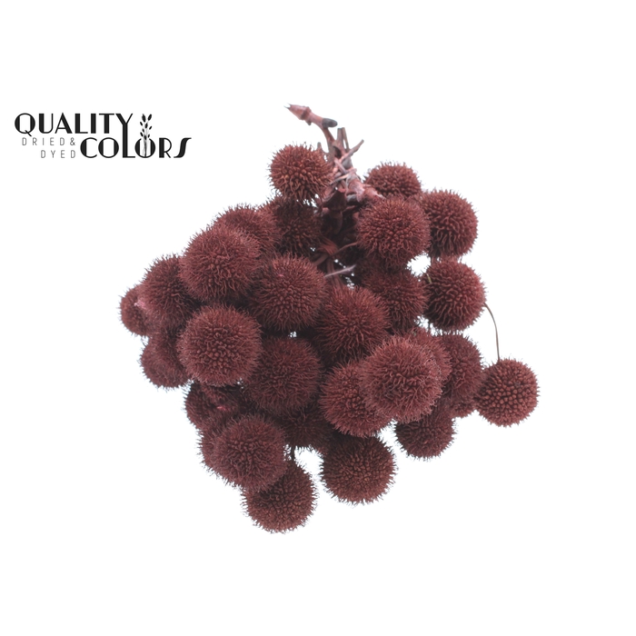 <h4>Small ball per bunch in poly Burgundy</h4>