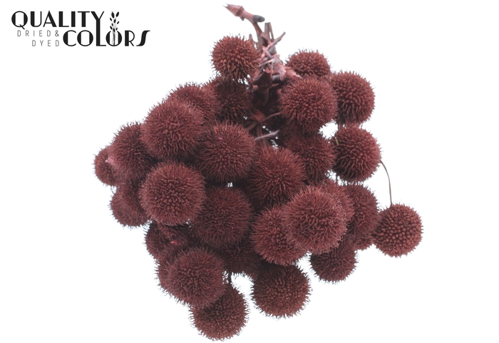 Small ball per bunch in poly Burgundy