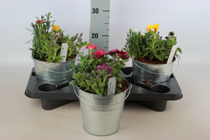 <h4>ARR TUINPLANTEN</h4>